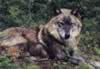 loup021.jpg (33kb)
