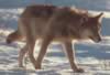 loup022.jpg (58kb)