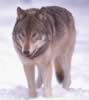 loup023.jpg (16kb)