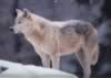 loup024.jpg (16kb)