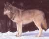 loup025.jpg (26kb)