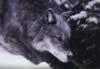 loup026.jpg (27kb)