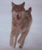 loup027.jpg (10kb)