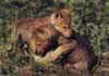 loup028.jpg (33kb)