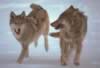 loup029.jpg (37kb)
