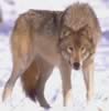 loup030.jpg (22kb)
