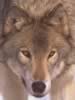 loup031.jpg (24kb)