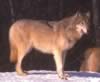 loup032.jpg (28kb)