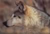 loup033.jpg (18kb)