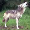 loup034.jpg (51kb)