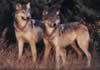 loup035.jpg (31kb)
