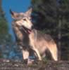 loup036.jpg (41kb)