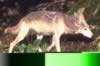 loup037.jpg (75kb)