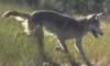 loup038.jpg (52kb)
