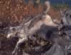 loup039.jpg (45kb)