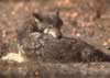 loup041.jpg (36kb)
