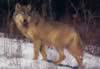 loup042.jpg (21kb)