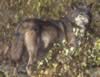 loup043.jpg (50kb)