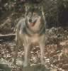loup044.jpg (61kb)