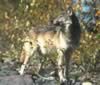 loup045.jpg (86kb)