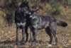 loup046.jpg (28kb)