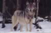 loup048.jpg (13kb)