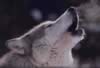 loup049.jpg (14kb)