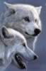loup050.jpg (79kb)