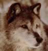 loup051.jpg (37kb)