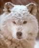 loup052.jpg (71kb)