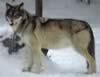 loup053.jpg (15kb)