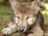 loup054.jpg (75kb)