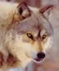 loup055.jpg (41kb)