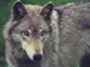 loup057.jpg (45kb)