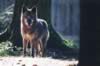 loup058.jpg (37kb)