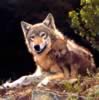 loup059.jpg (87kb)