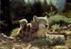 loup060.jpg (77kb)