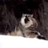 loup061.jpg (35kb)