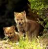 loup063.jpg (95kb)