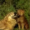 loup065.jpg (111kb)