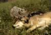 loup066.jpg (69kb)