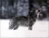 loup067.jpg (95kb)
