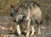 loup068.jpg (34kb)