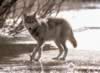 loup069.jpg (44kb)
