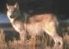 loup070.jpg (44kb)