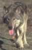 loup071.jpg (34kb)