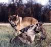loup072.jpg (55kb)