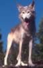 loup073.jpg (35kb)