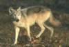 loup074.jpg (41kb)