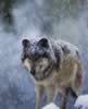 loup075.jpg (29kb)